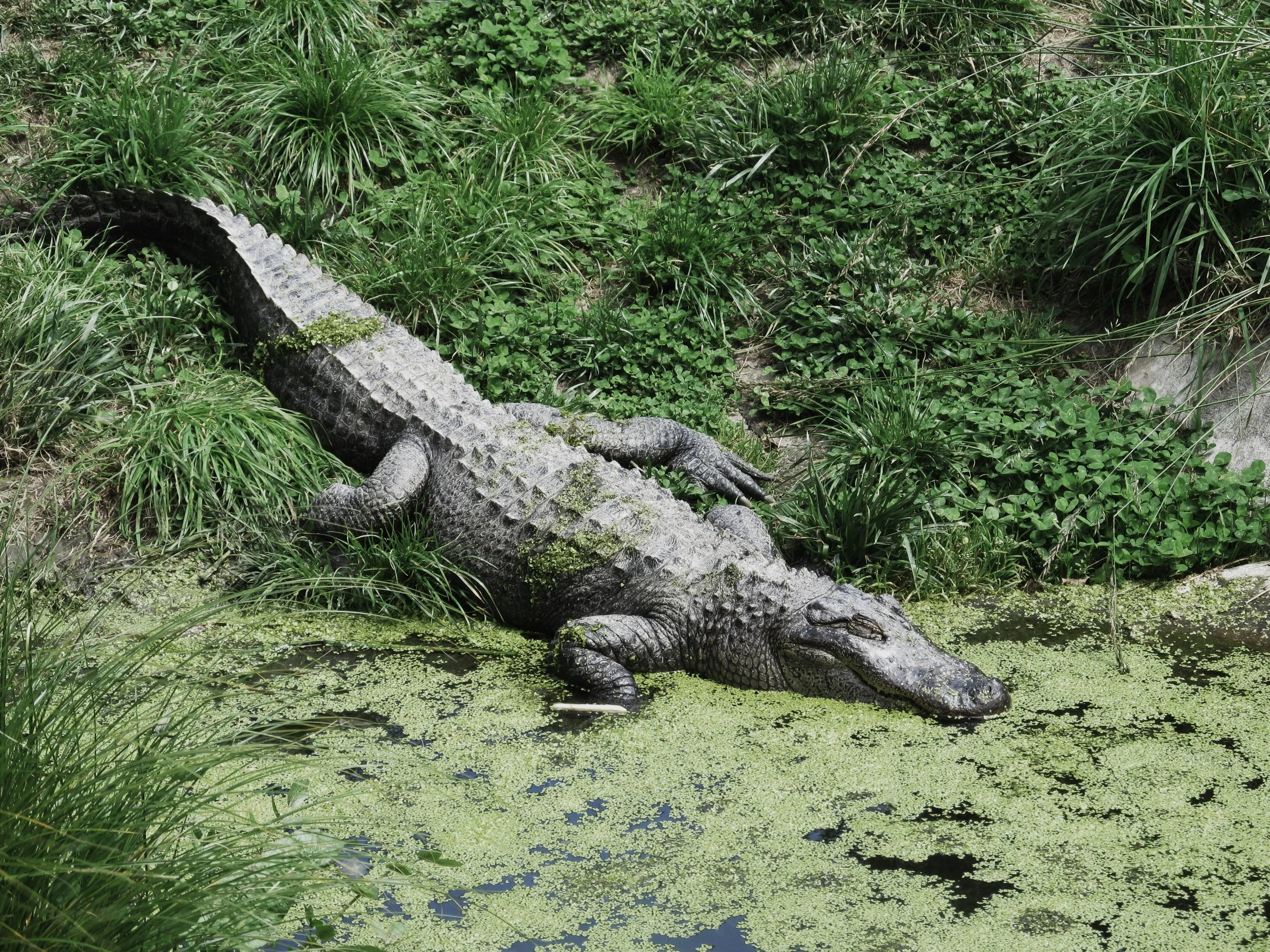 Alligator Island (остров аллигаторов)